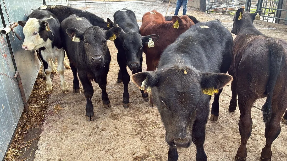 10 super Angus and Hereford bulls - Image 4