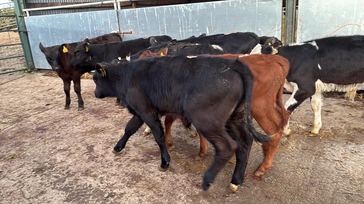 10 super Angus and Hereford bulls - Image 2