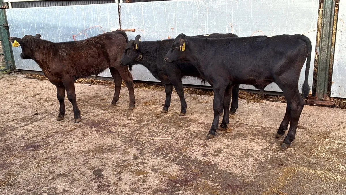 10 super Angus and Hereford bulls - Image 3