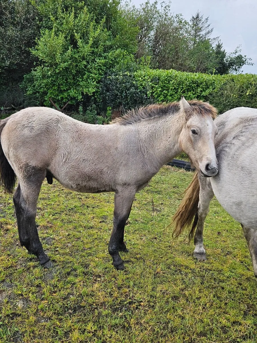 Connemara Colt Foal - Image 4