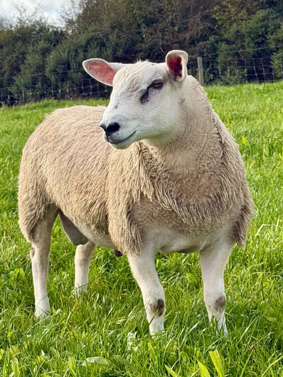 Aberfield ram lambs - Image 3