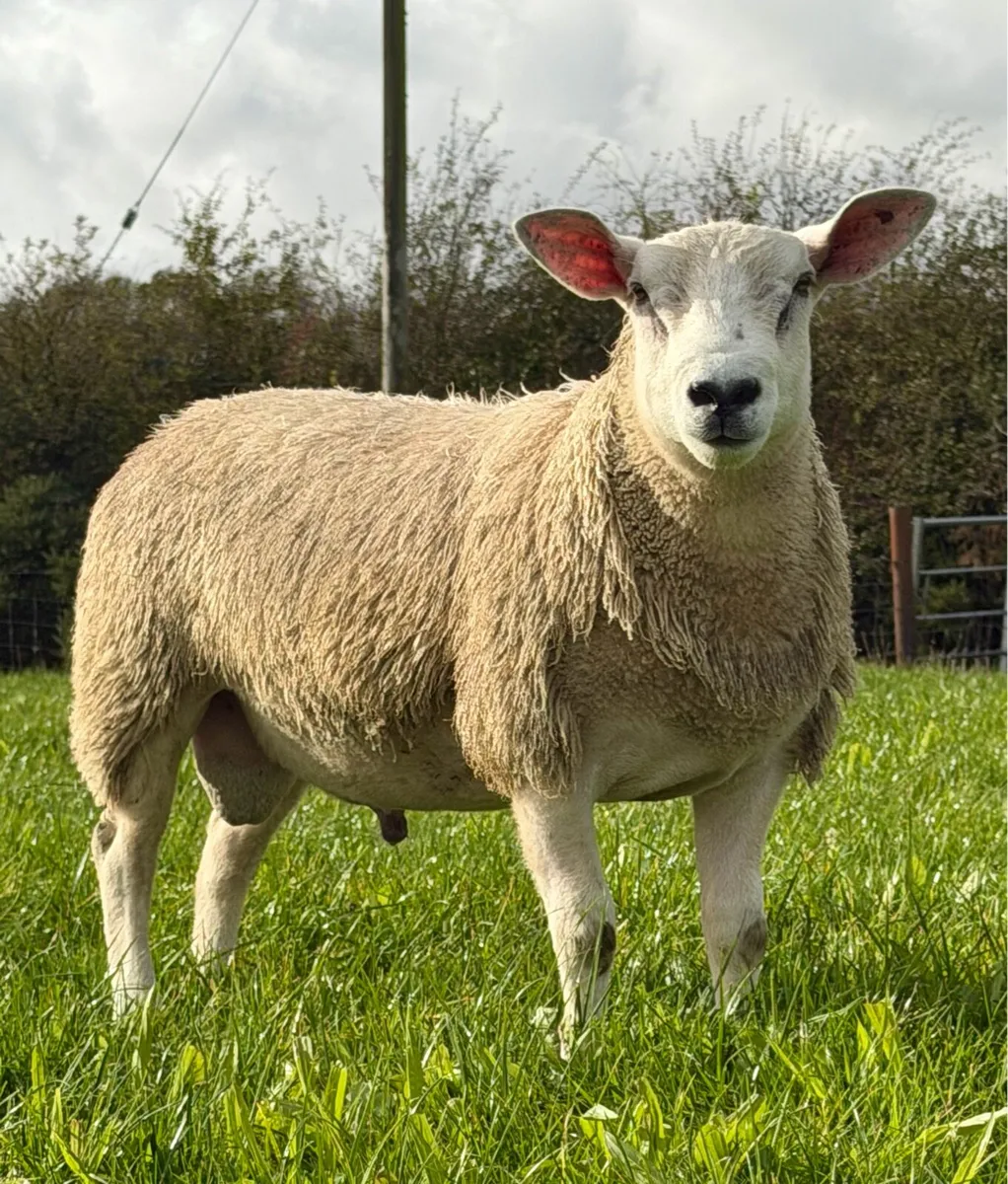 Aberfield ram lambs - Image 2