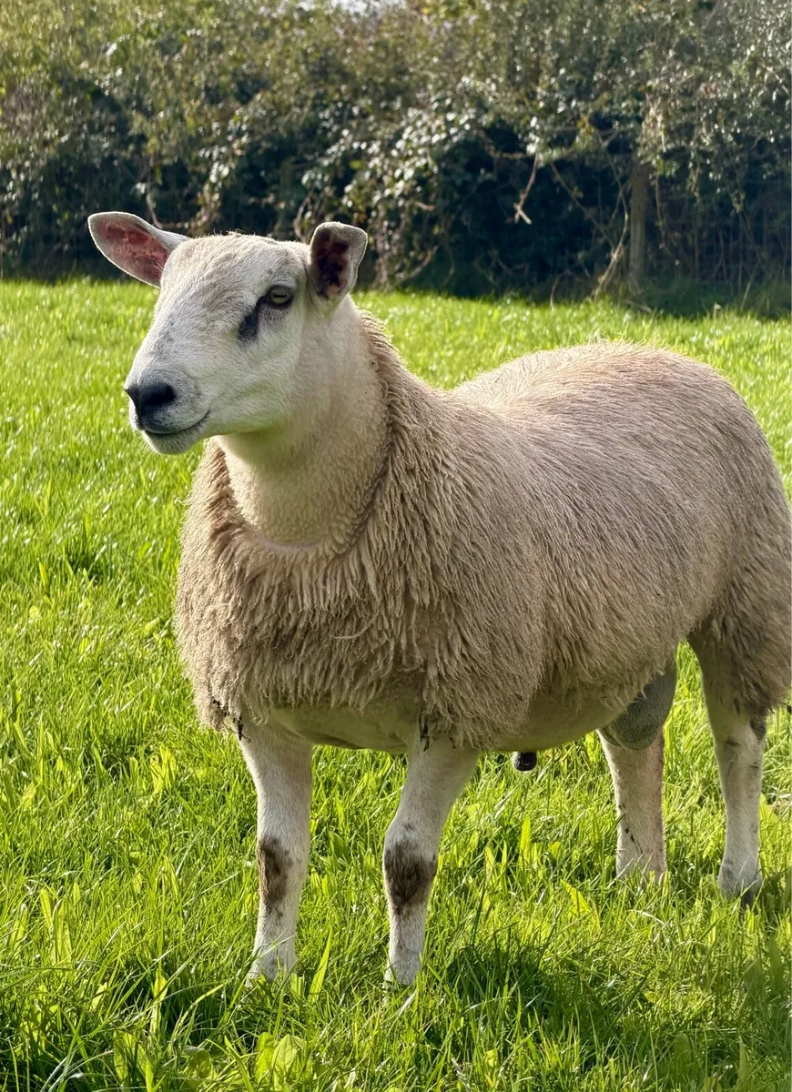 Aberfield ram lambs - Image 4