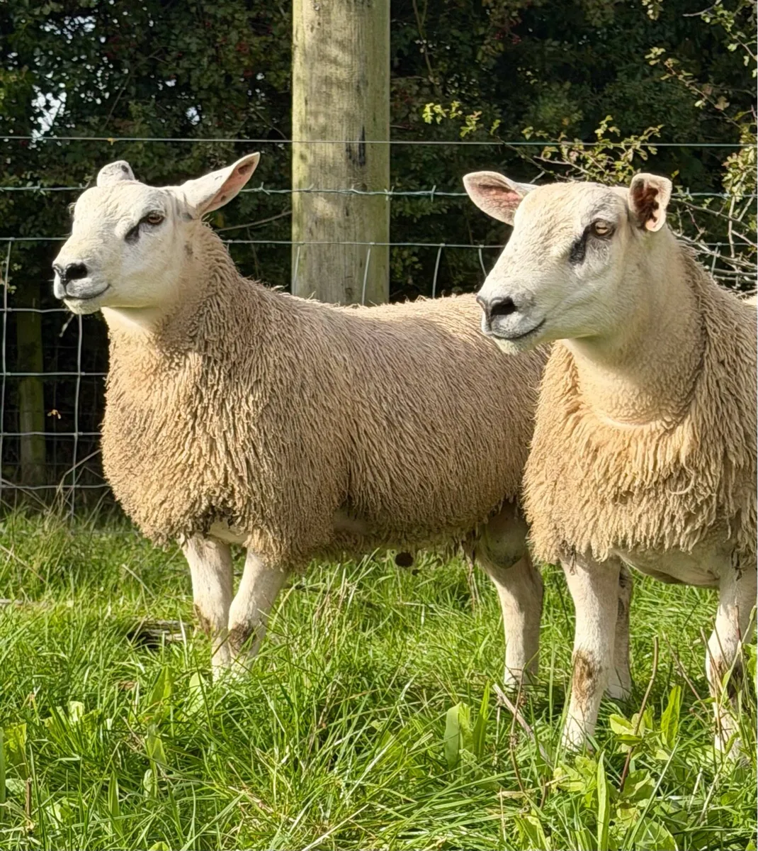 Aberfield ram lambs - Image 1