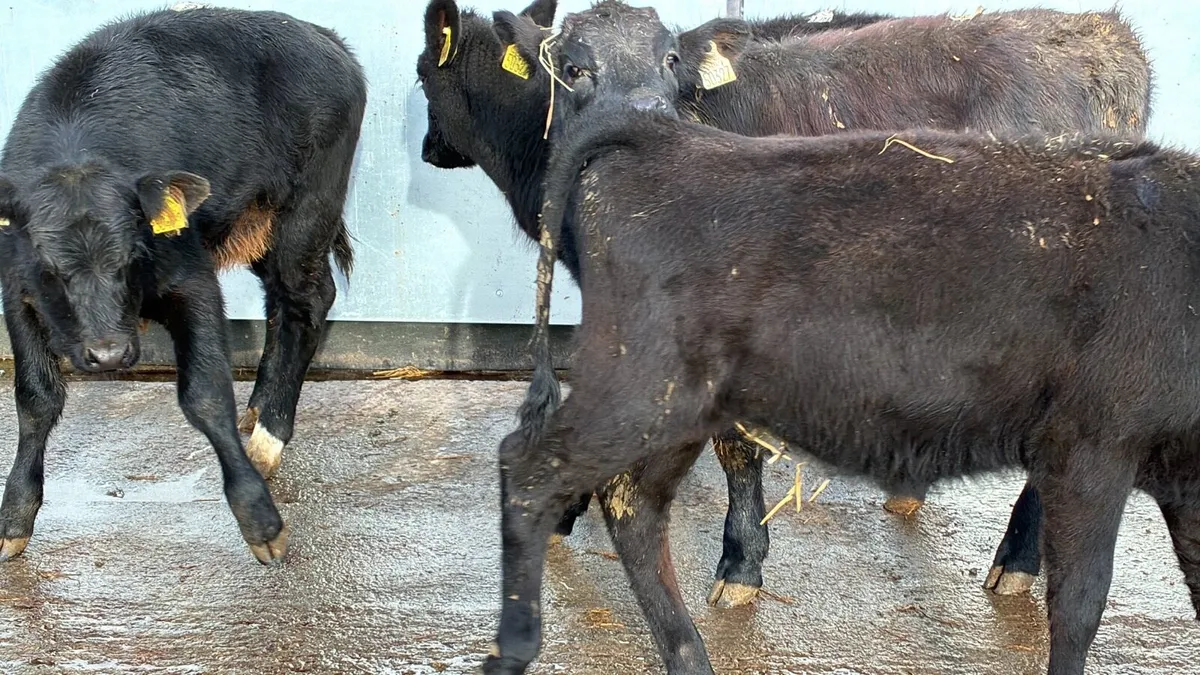 4 super limosin heifers - Image 3