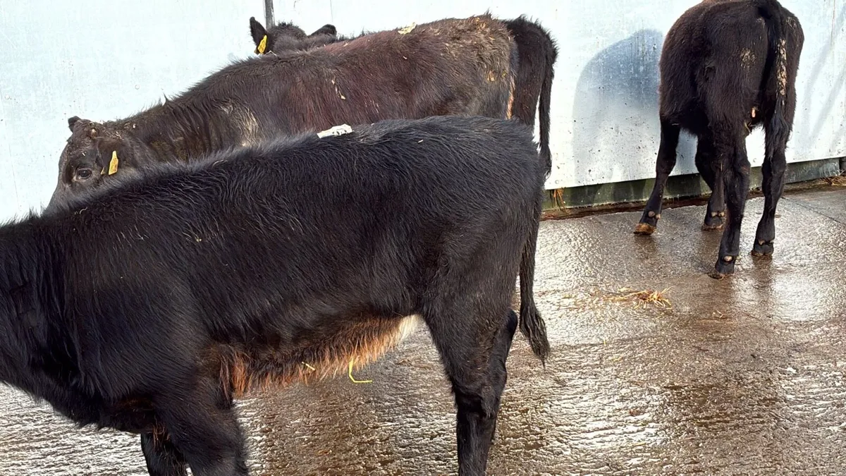 4 super limosin heifers - Image 1