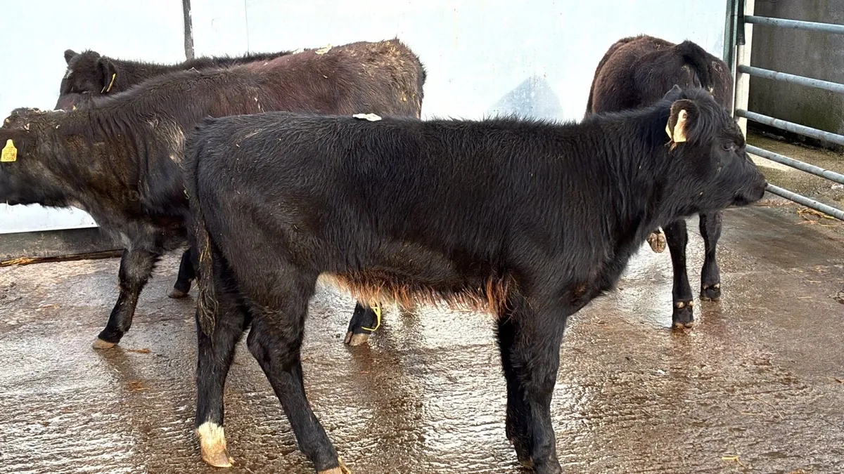 4 super limosin heifers - Image 2