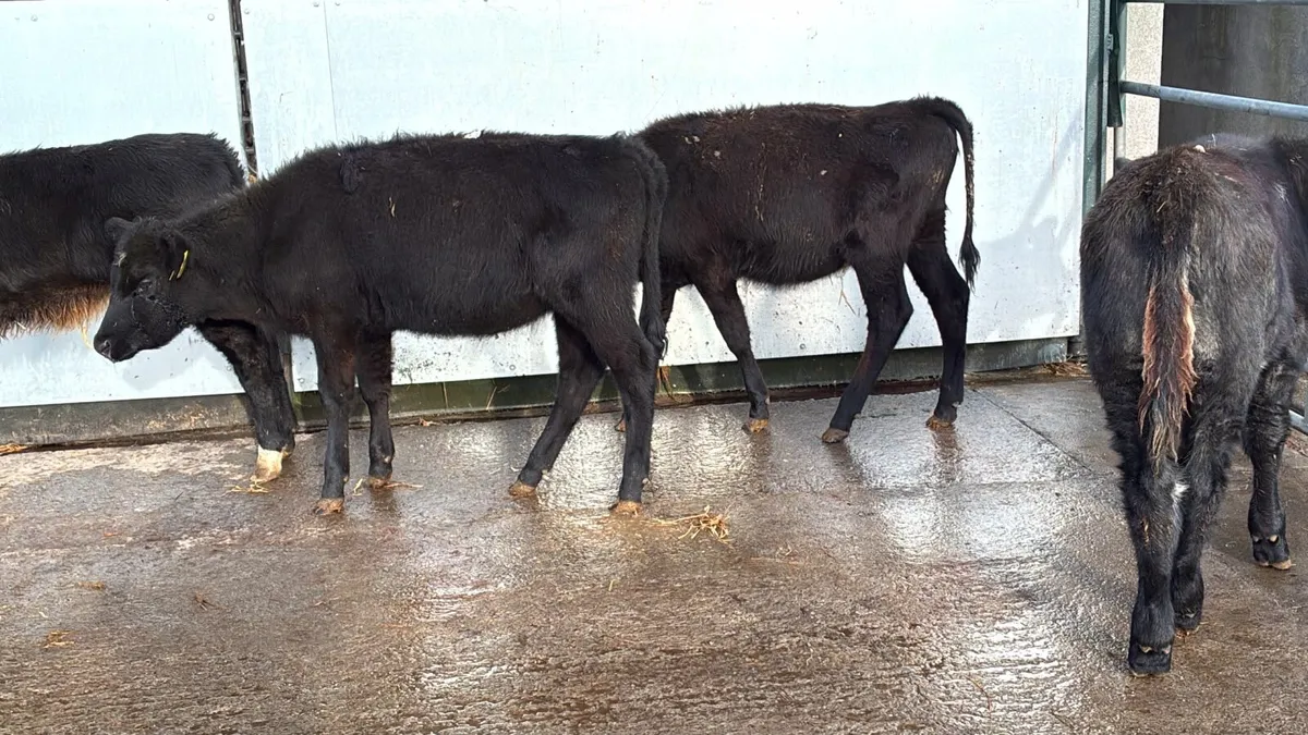 4 super limosin heifers - Image 4