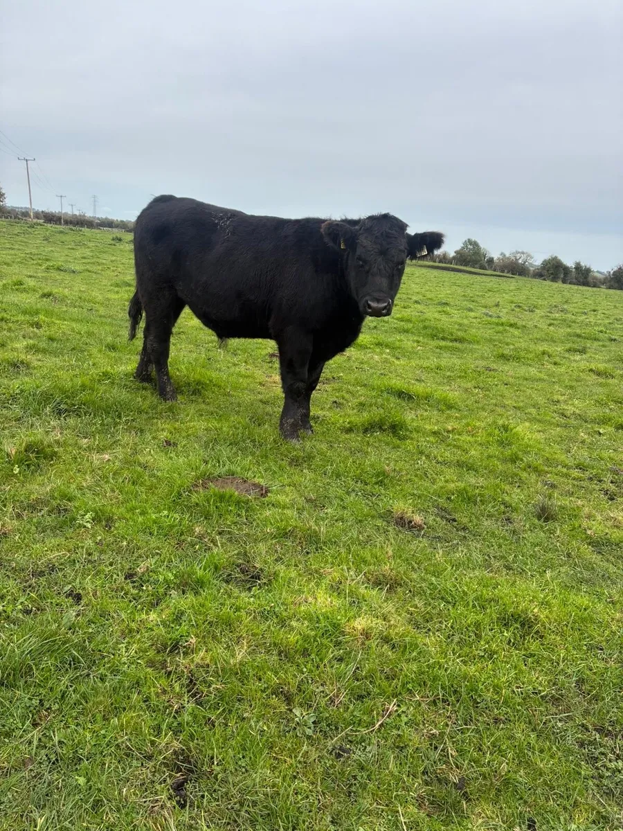 Angus store bullocks - Image 1