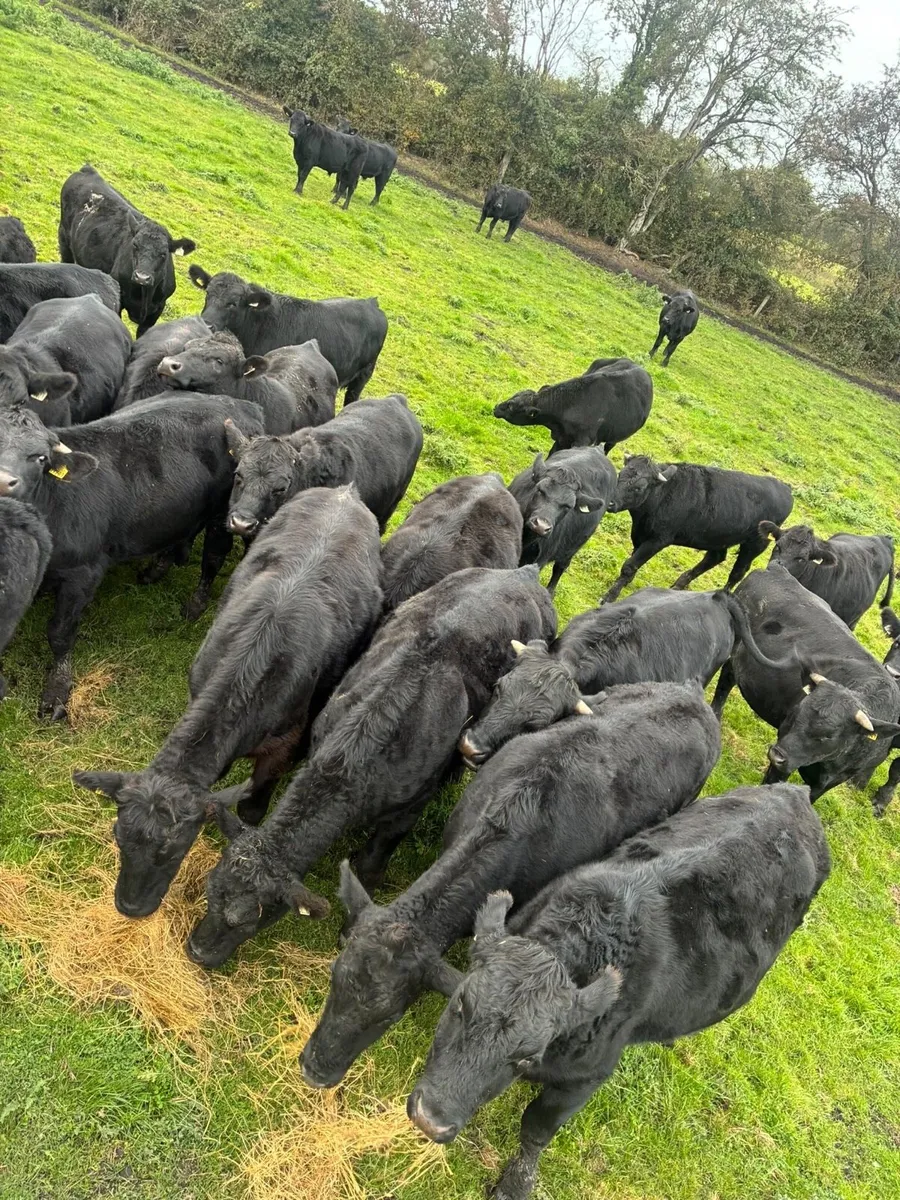 Angus store bullocks - Image 2