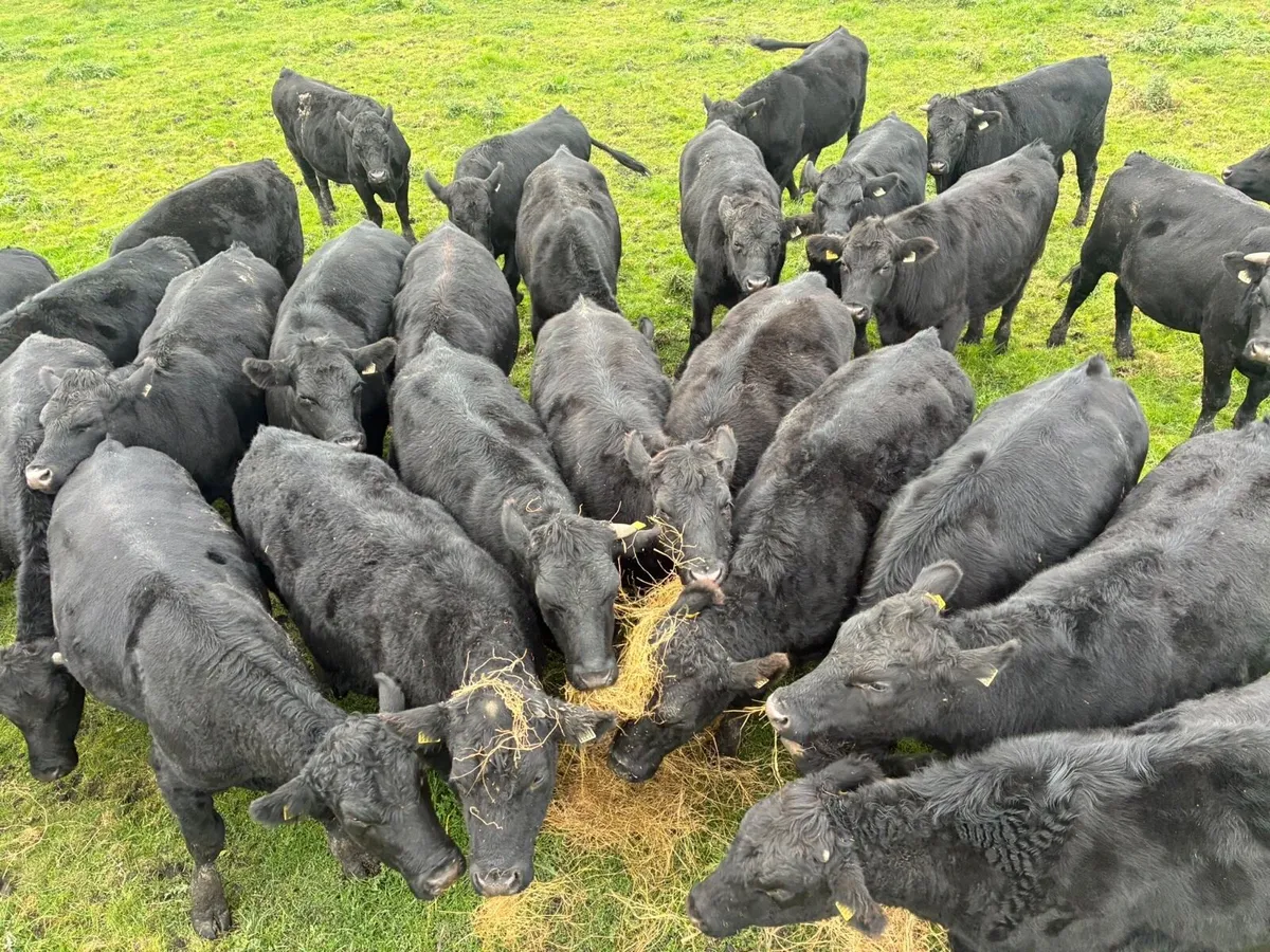 Angus store bullocks - Image 3