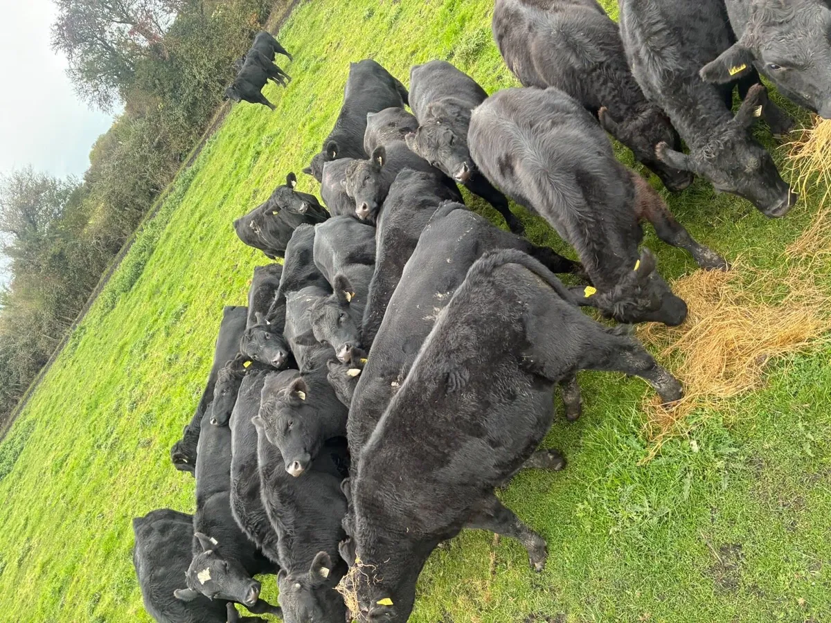 Angus store bullocks - Image 4