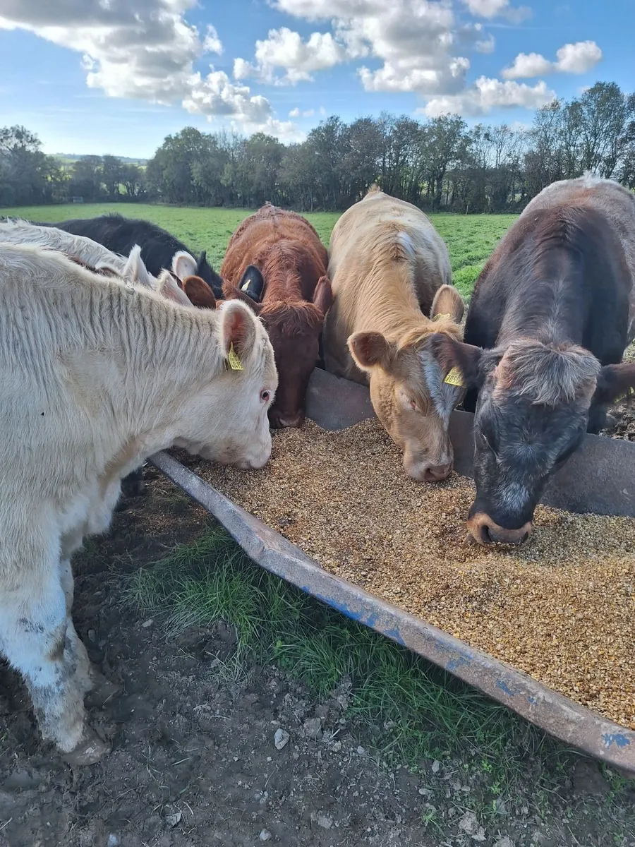 Chx Cattle @ Skibb mart - Image 1