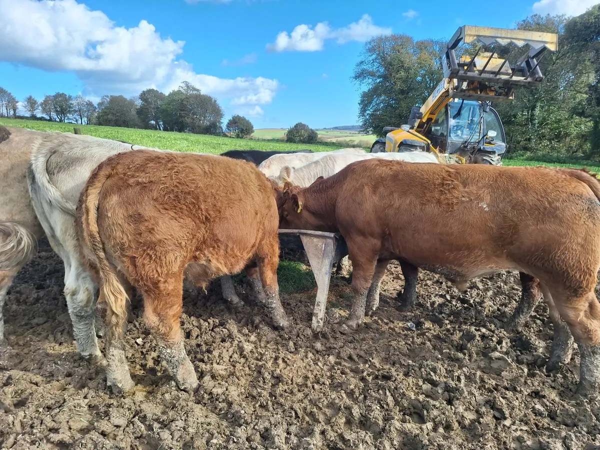 Chx Cattle @ Skibb mart for sale in Cork for €0 on DoneDeal