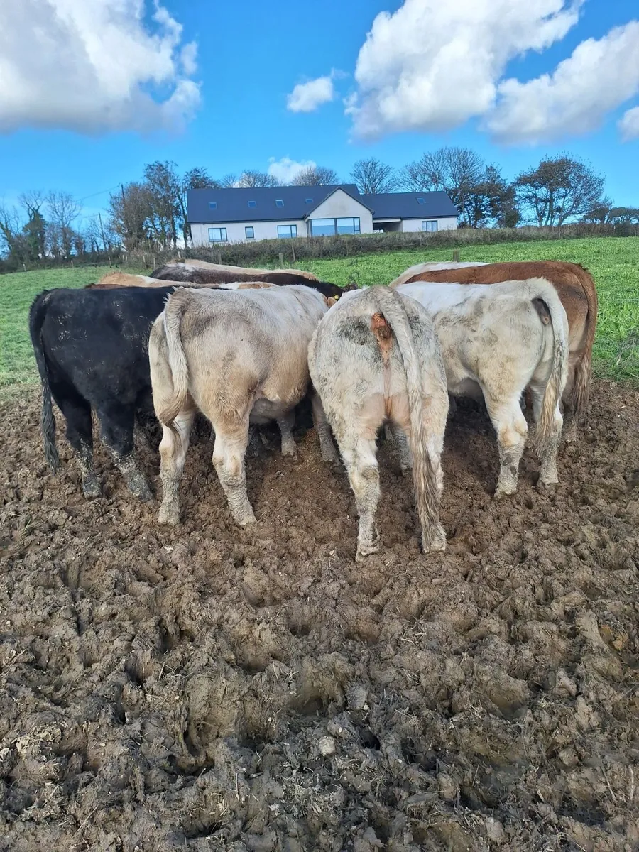 Chx Cattle @ Skibb mart - Image 3