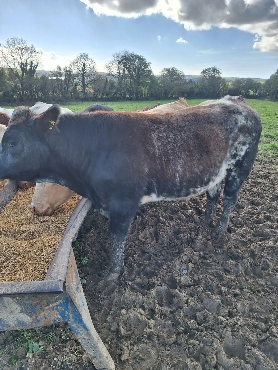 Chx Cattle @ Skibb mart for sale in Cork for €0 on DoneDeal