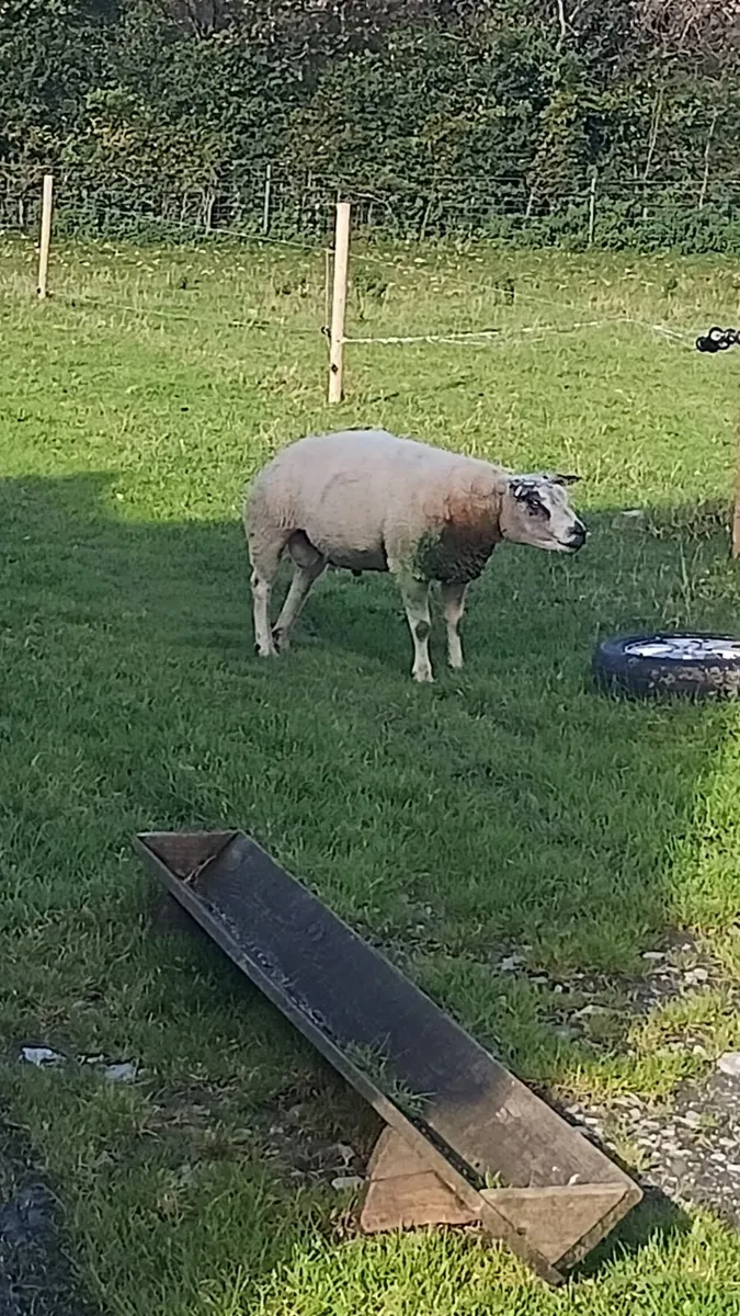 PBR Beltex ram