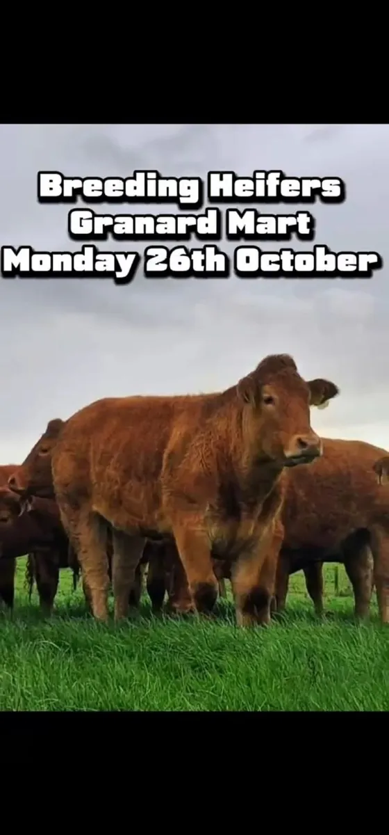 Breeding Limousin Heifers - Image 3