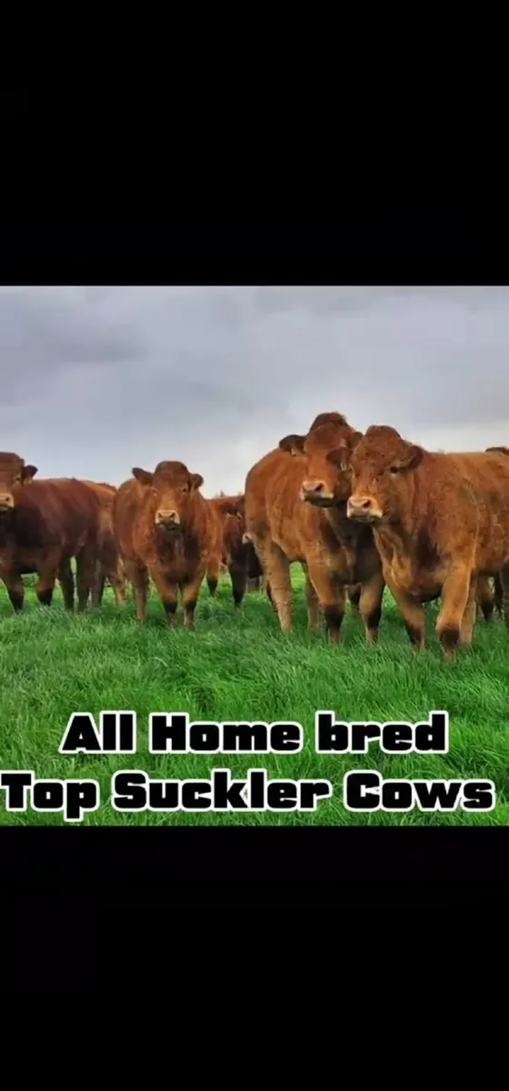 Breeding Limousin Heifers - Image 4