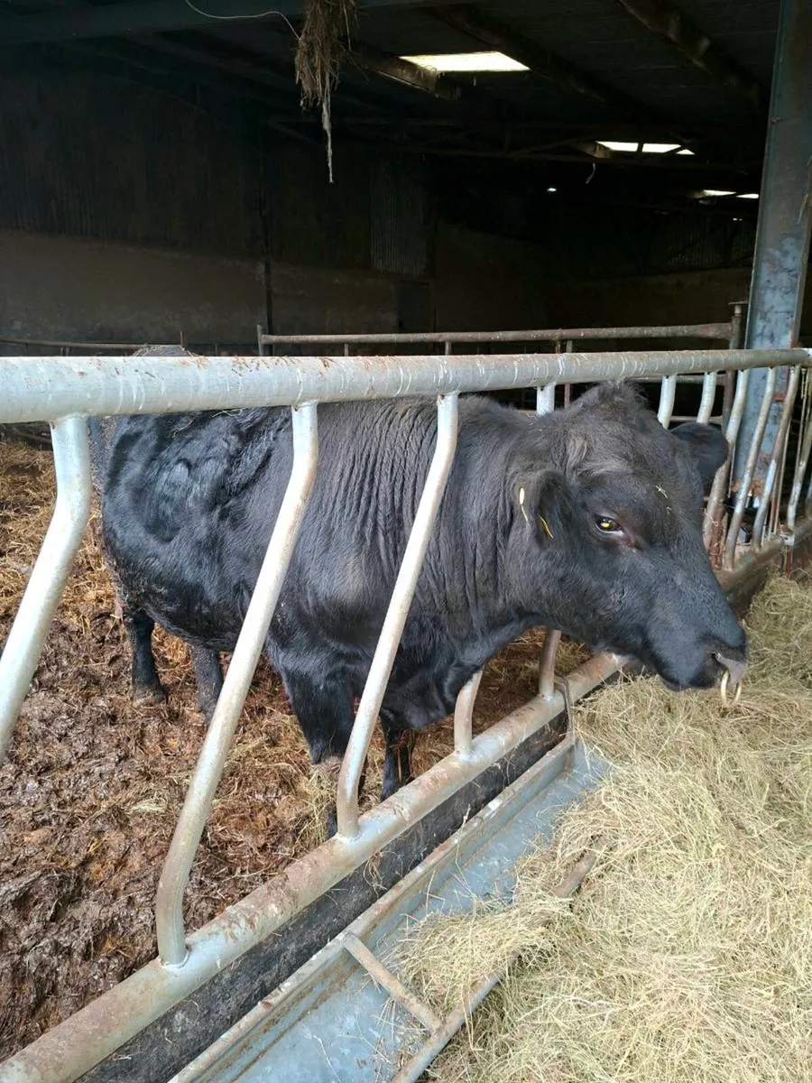Pedigree registered Angus bull - Image 1