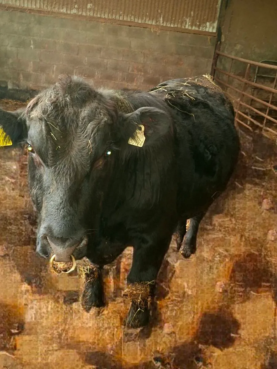 Pedigree registered Angus bull - Image 3