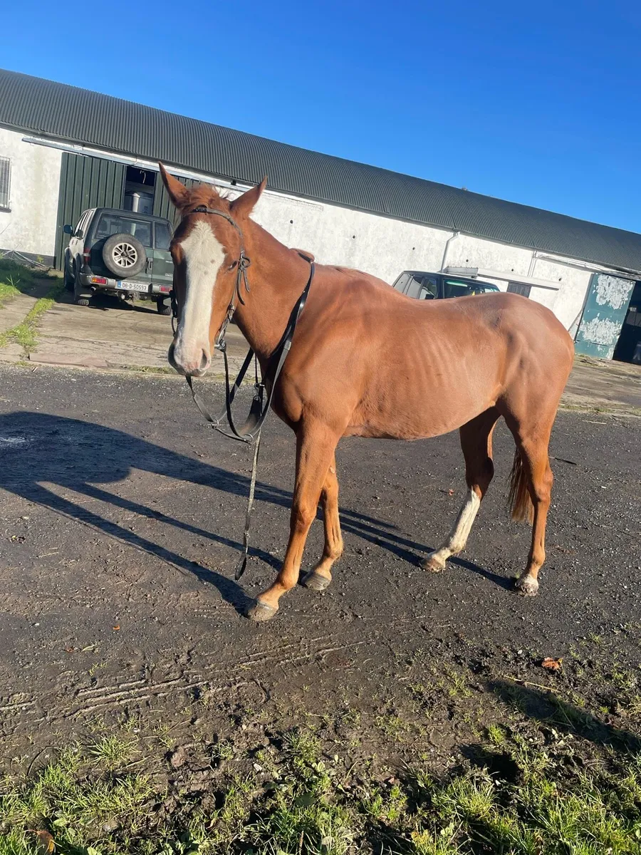 Young quiet riding horse - Image 1