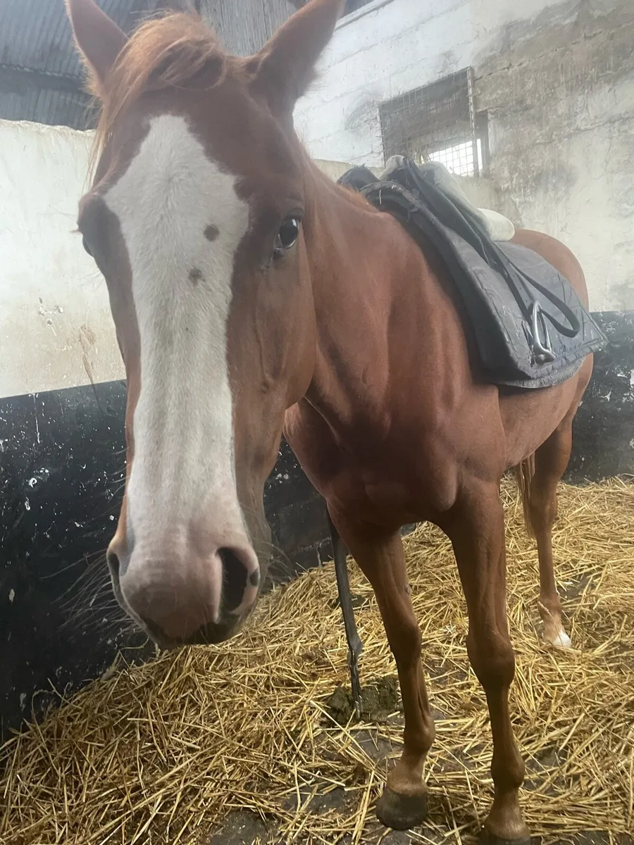 Young quiet riding horse - Image 2