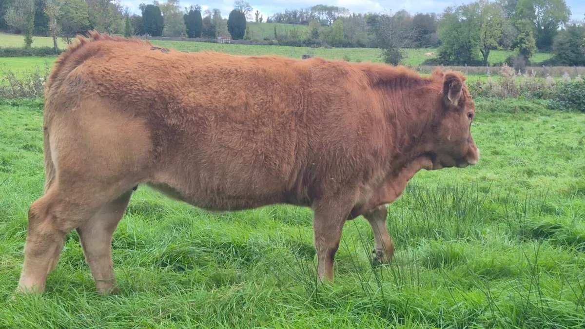Organic Heifers - Image 1