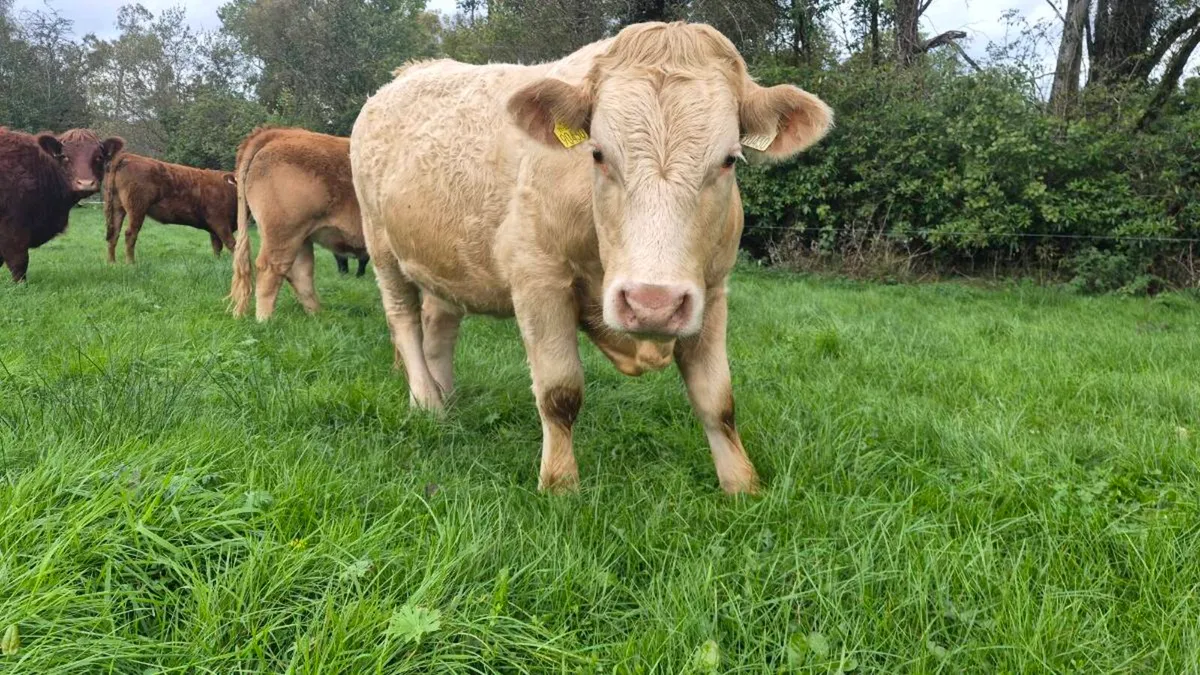 Organic Heifers - Image 4