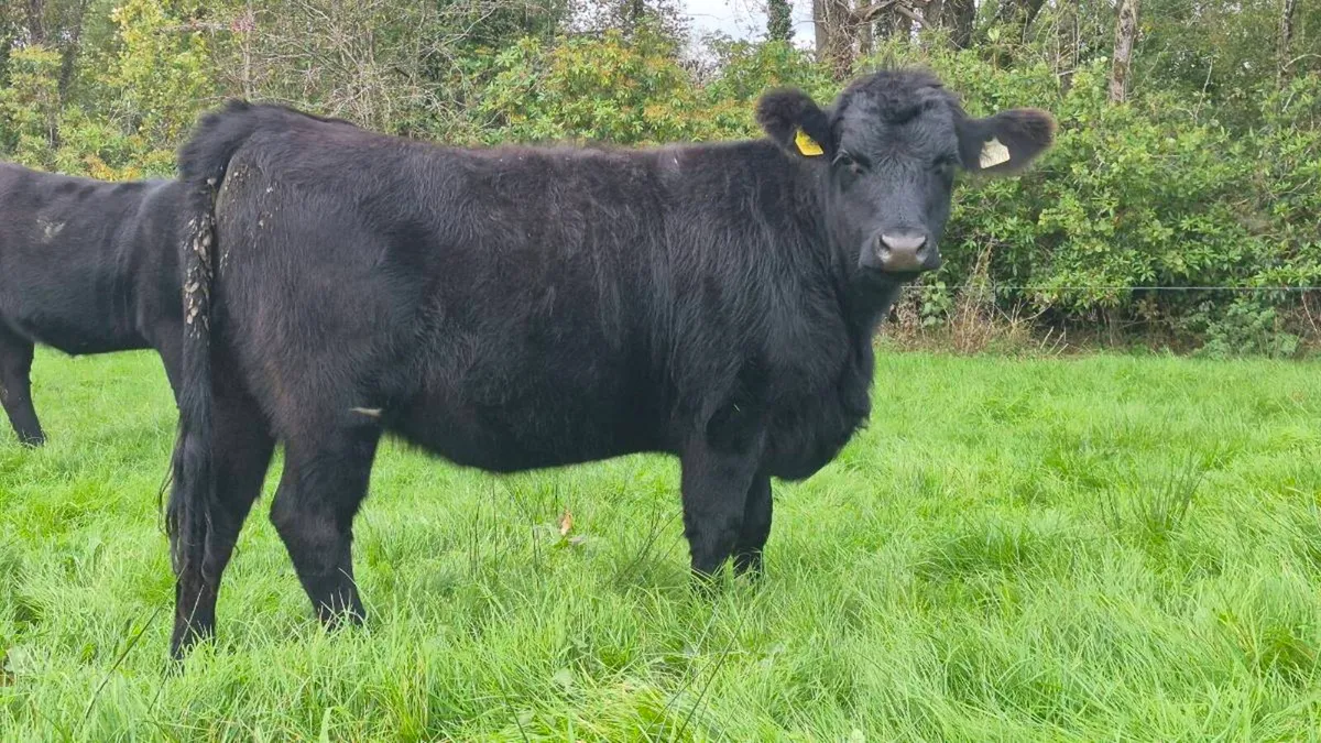 Organic Heifers - Image 2