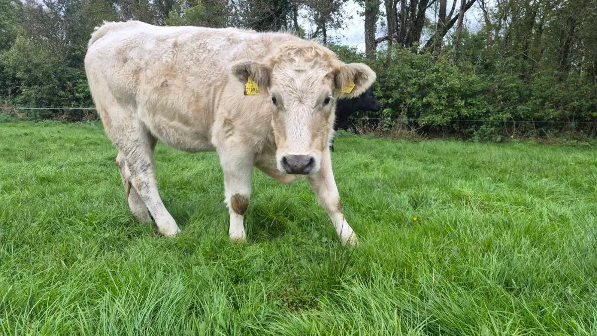 Organic Heifers - Image 3