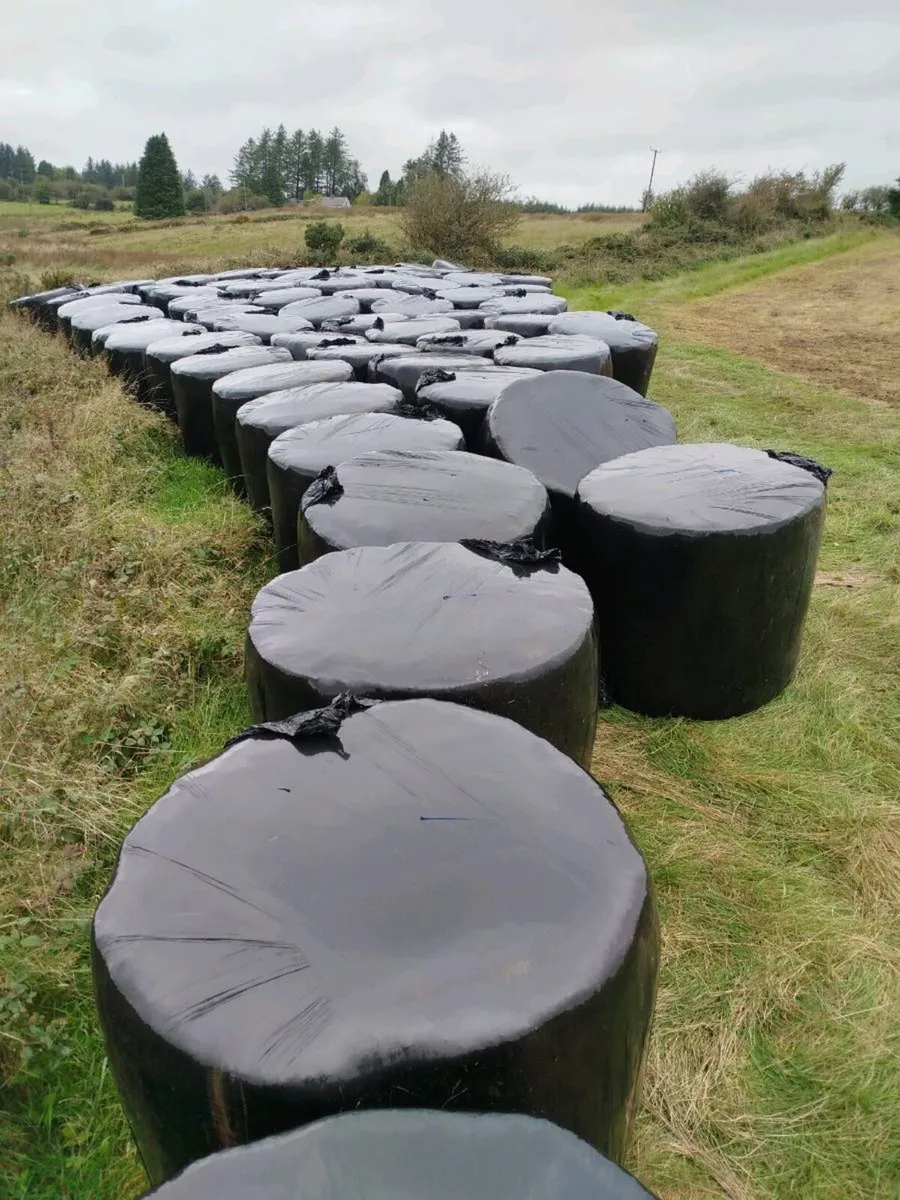 Silage Bales - Image 2