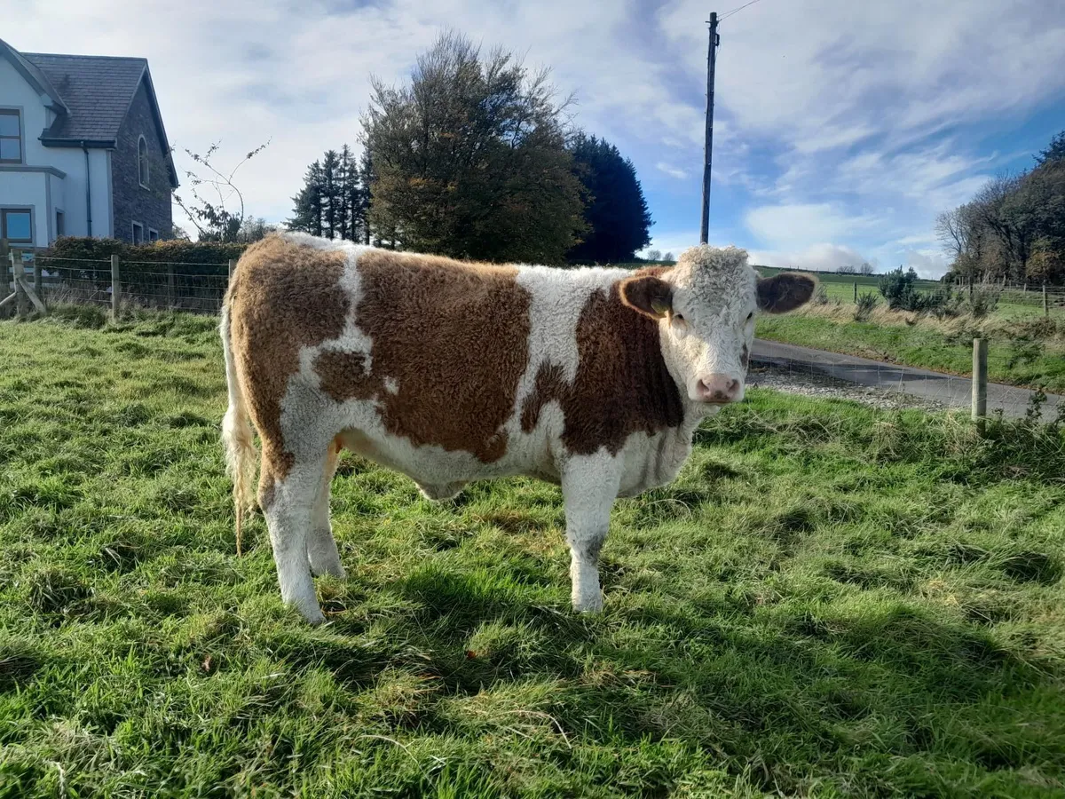 Springing semintal heifer - Image 1