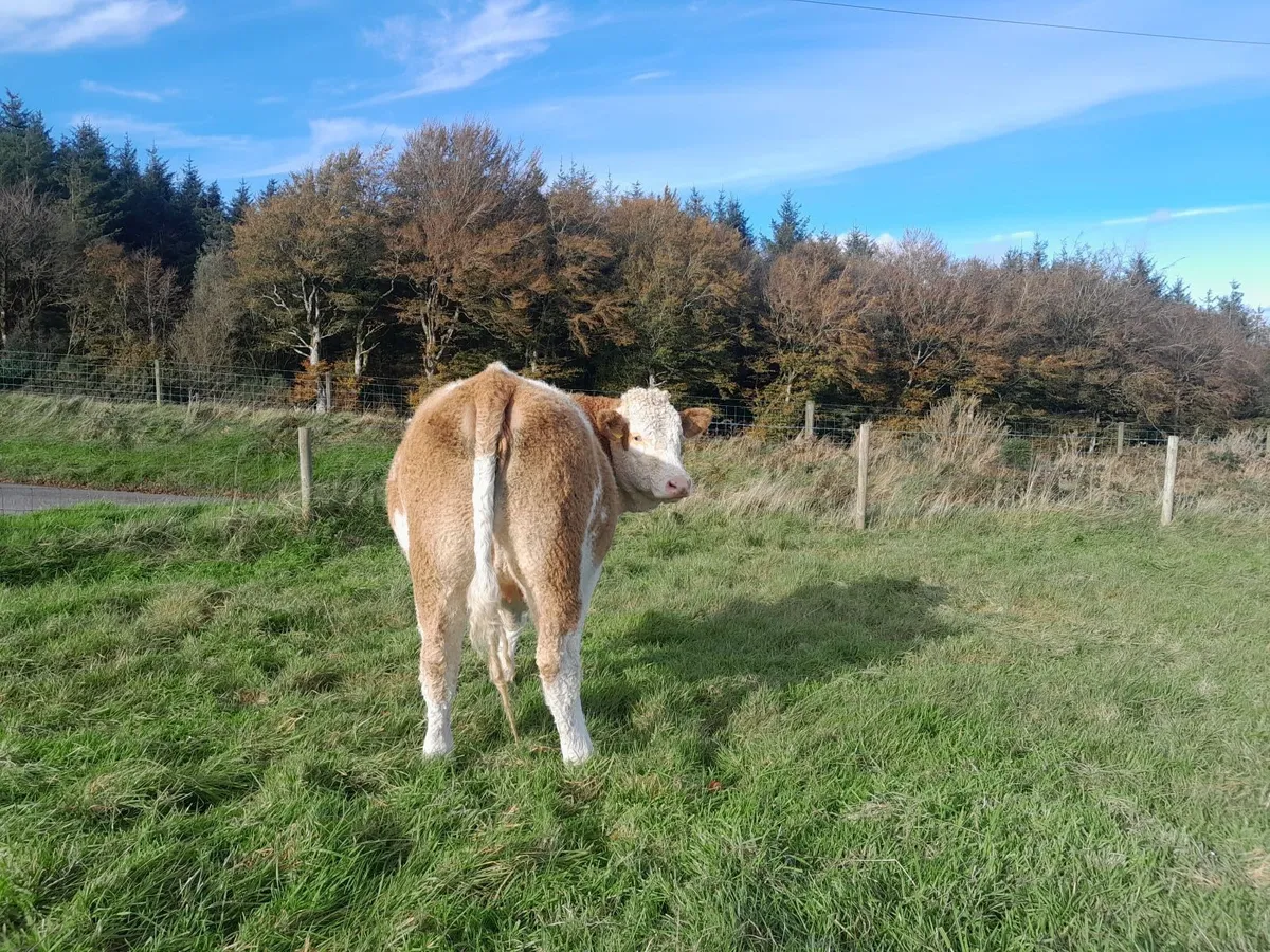 Springing semintal heifer - Image 3