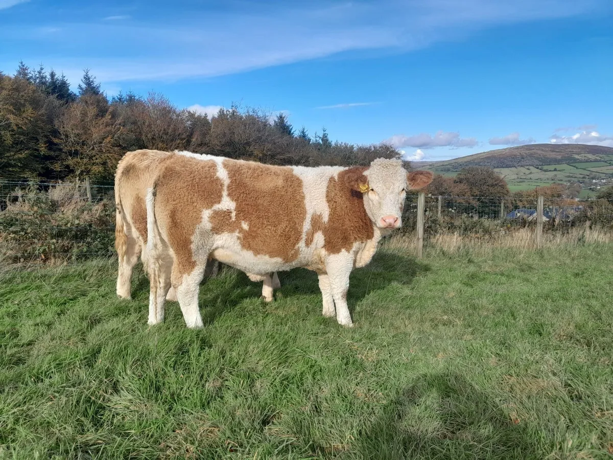 Springing semintal heifer - Image 2