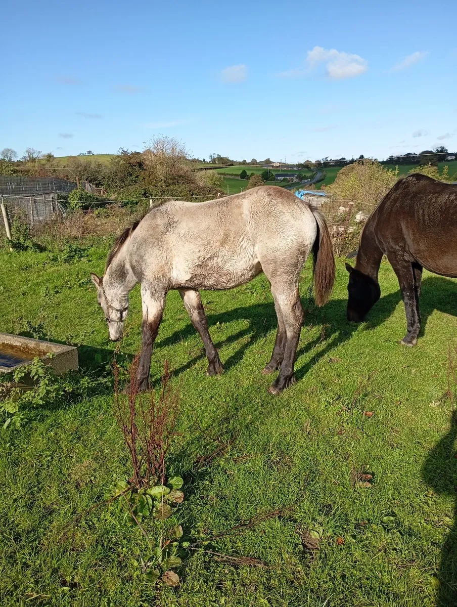 Dun Colt Foal - Image 3