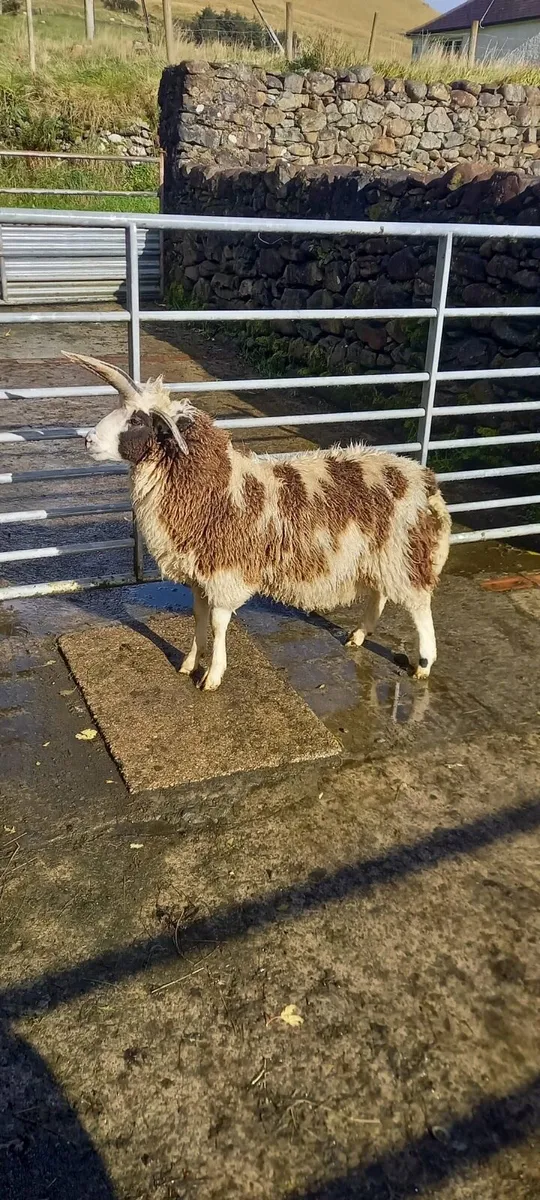 Four horned Jacob ram lamb - Image 1