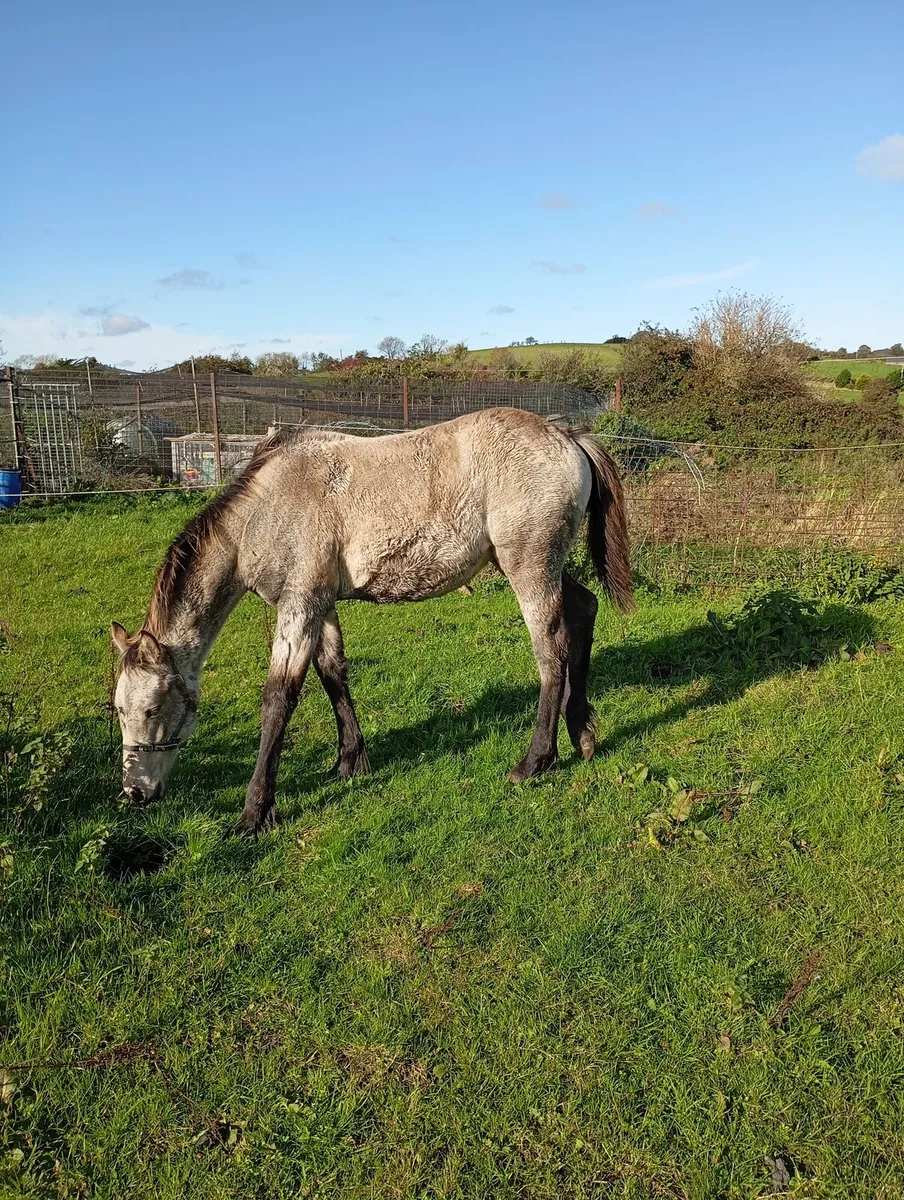 Dun Colt Foal - Image 2