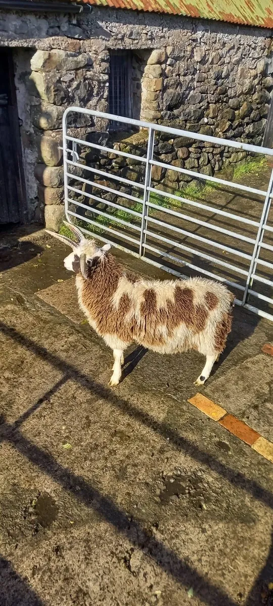 Four horned Jacob ram lamb - Image 2