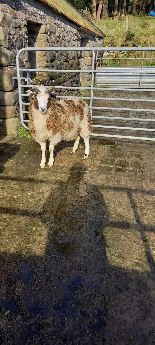 Four horned Jacob ram lamb - Image 3