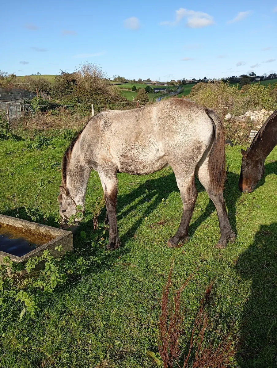 Dun Colt Foal - Image 1