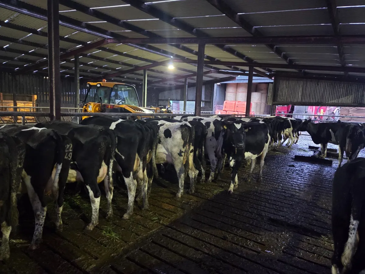 10  young empty cows in milk - Image 1