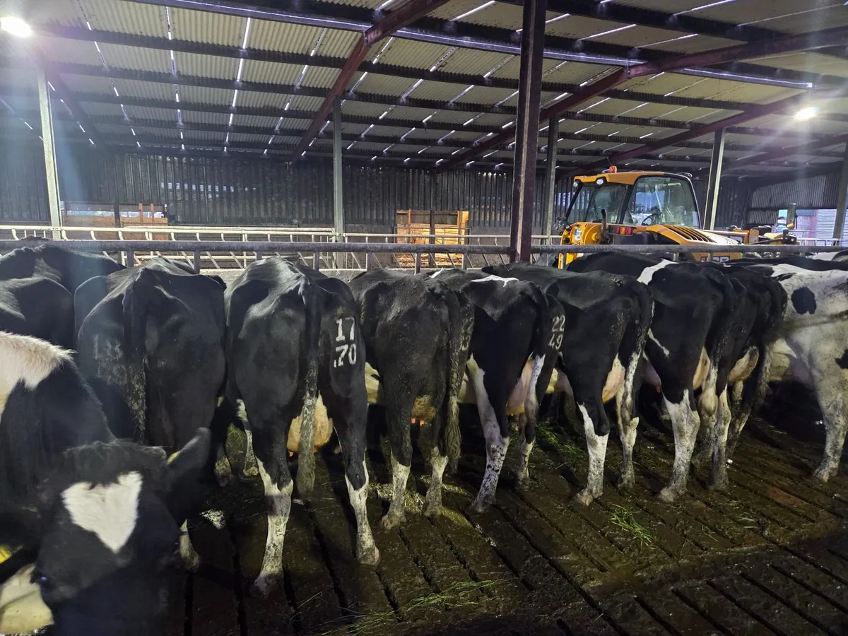 10  young empty cows in milk - Image 2