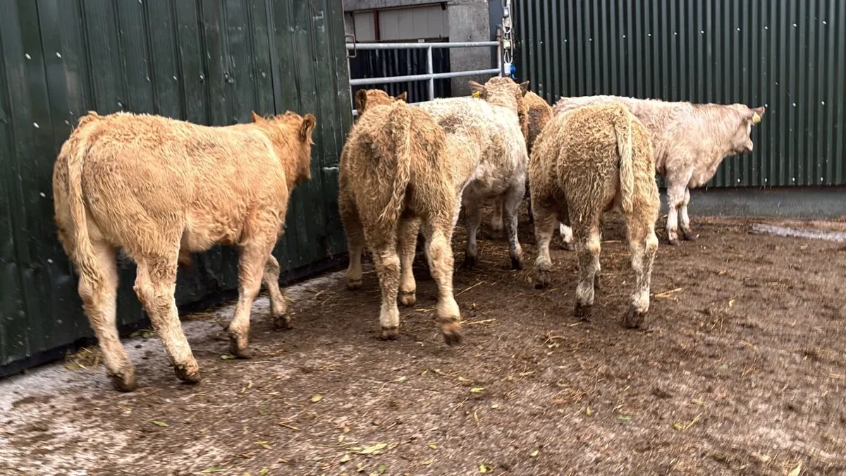 8 u grade charlaois bull weanlings - Image 1