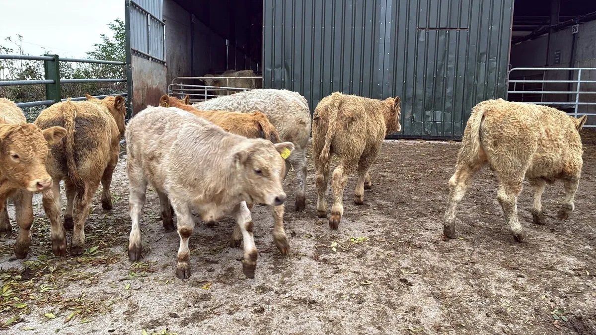 8 u grade charlaois bull weanlings - Image 4
