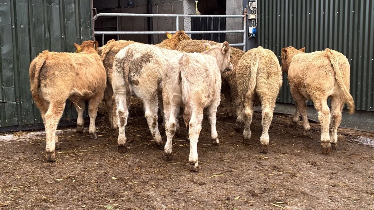 8 u grade charlaois bull weanlings - Image 2