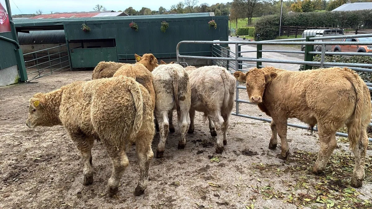 8 u grade charlaois bull weanlings - Image 3