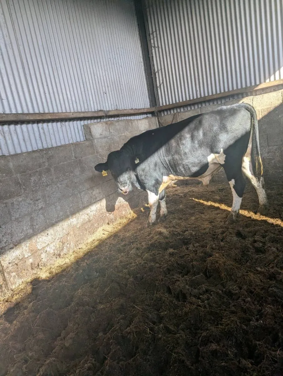 High ebi freisian bull - Image 2