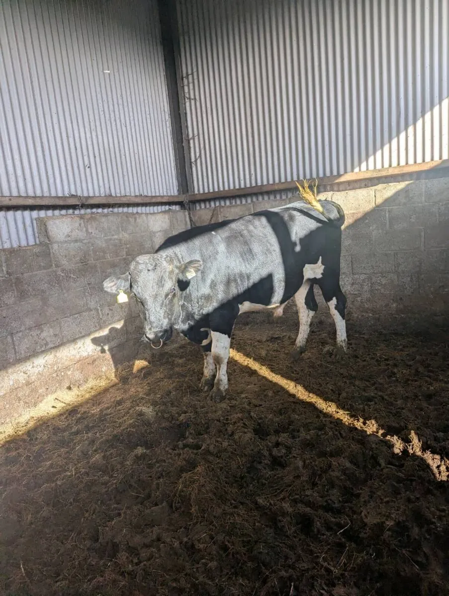 High ebi freisian bull - Image 3