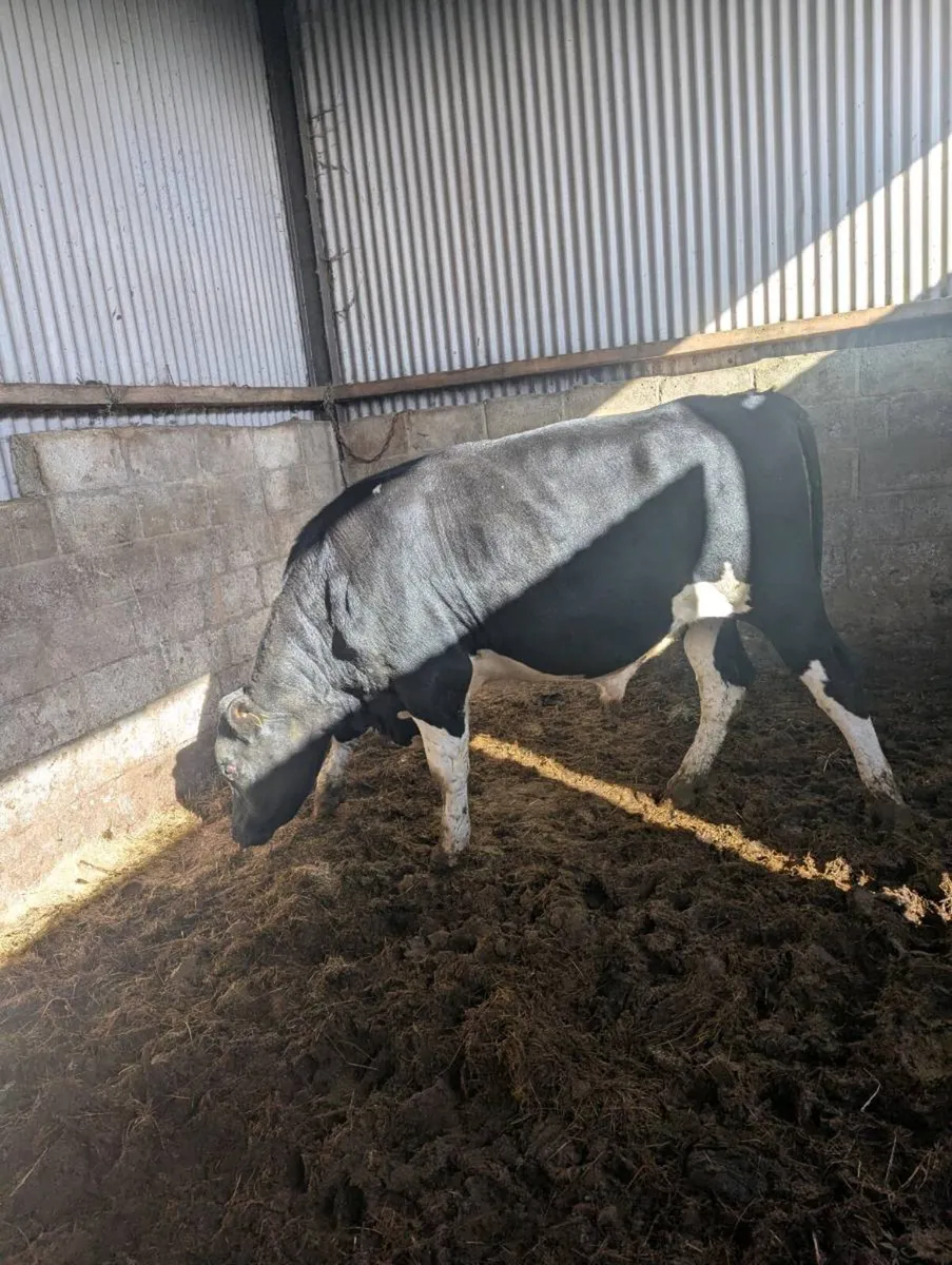 High ebi freisian bull - Image 1